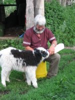 baby yak.jpg