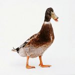 Quackery.jpg