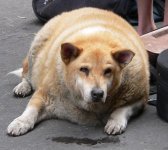 fatdoglarge.jpg