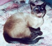 angry_cat.jpg