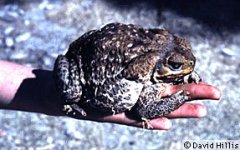 bufo.marinus.hand.jpeg