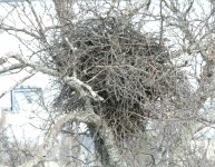 Magpie's Nest.jpg