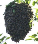 beehive.jpg