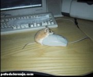 mousematch.jpg