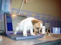 bad puppy.jpg
