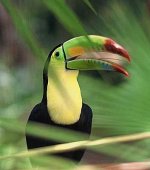 99bz_kanantik-toucan.jpg