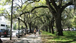 sav-trees-1920b.jpg