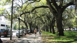 sav-trees-resized.jpg