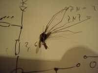 Moskito killig Fly on a drawing of my new MC Phono Stage.jpg