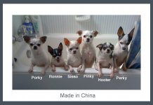 mutts1b.jpg