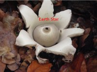 earth-star.jpg