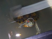 Turtle.JPG
