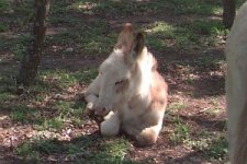 donkey.jpg