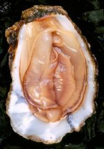 oyster.jpeg