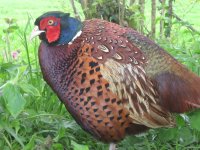 IMG_1221_small.jpg