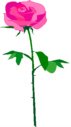 little rose.jpg