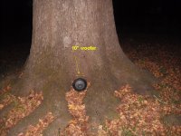 druid tree.jpg