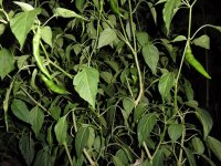 pepper heaven.jpg