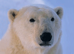 Tbear.gif