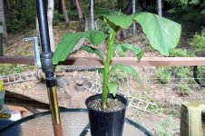 banana-plant.jpg
