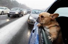 cold doggie.jpg