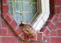 Robins Nest - small.JPG