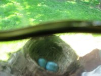 Robins Eggs - small.jpg