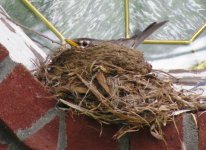 Robin on Nest - May-09-2011.JPG