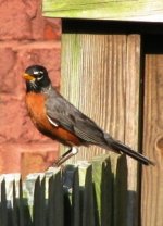 Robin on Fence.JPG
