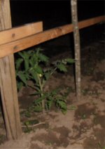 2011tomato.jpg