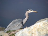 IMG_3651.jpg
