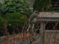 wild life at juanita village.JPG