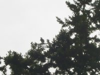 IMG_0022.JPG