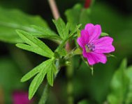geranium.jpg