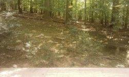woods1.jpg