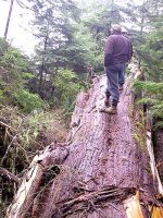 ruth-dave-tree.jpg