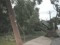 new_tree_down.jpg