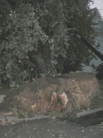 new_tree_down2.jpg