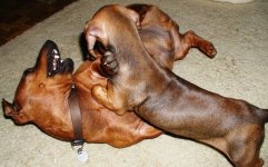 Manfred and Puppy Murphy small.JPG