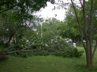 TREE_2.jpg