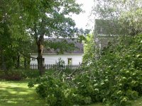 TREE_3.jpg
