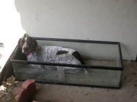bonsai-doggy.jpg