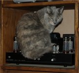Cat_Warmer1.jpg