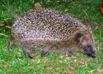 IGEL = German Name.jpg