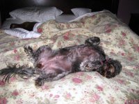 Susan n Mitzi n Murphy taking a nap 8-8-2011.JPG