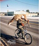 Deer_Bike_Nov2002.jpg
