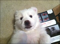 polar-bear-cub-linear-audio.jpg