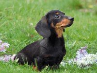 black-dachshund-desktop-wallpaper.jpg