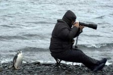 pinguin.jpg