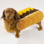 Dachshund in a Bun.jpeg
